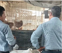 Técnicos revisando una jaula avícola